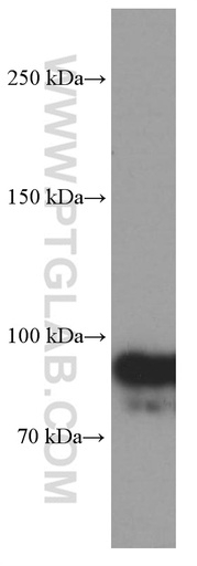 [66276-1-IG-150UL] OTUD7B Monoclonal antibody