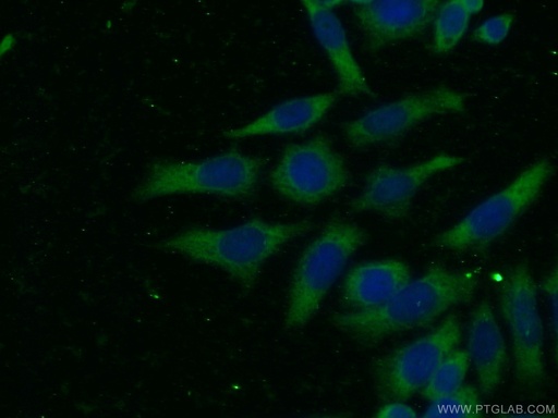 [66278-1-IG-20UL] CDK6 Monoclonal antibody