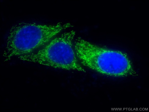 [66285-1-IG-20UL] OGDH Monoclonal antibody