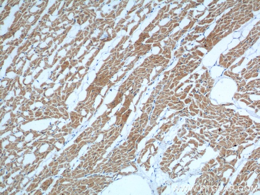 [66286-1-IG-150UL] MYL3 Monoclonal antibody