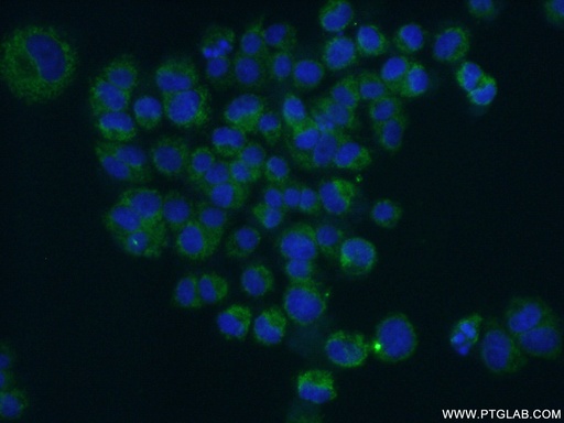 [66292-1-IG-20UL] BDNF Monoclonal antibody