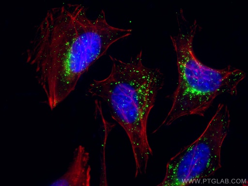 [66301-1-IG-150UL] LAMP2 Monoclonal antibody