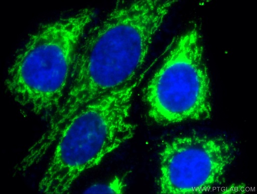 [66302-1-IG-20UL] CHCHD2 Monoclonal antibody