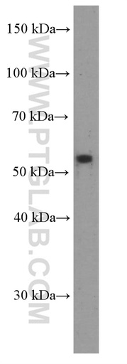 [66306-1-IG-150UL] RXRG Monoclonal antibody