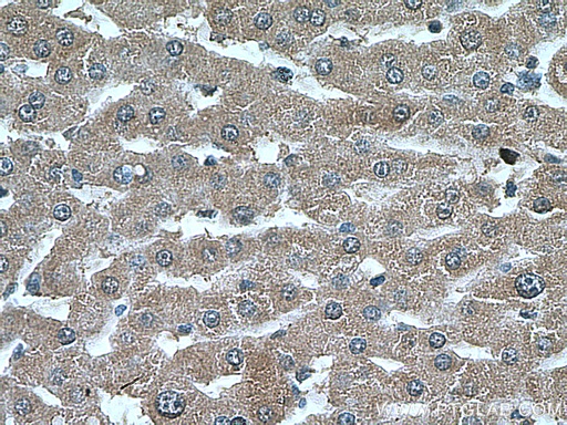 [66309-1-IG-20UL] PEX5 Monoclonal antibody