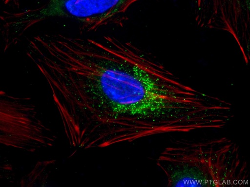 [66310-1-IG-20UL] TRAF3 Monoclonal antibody