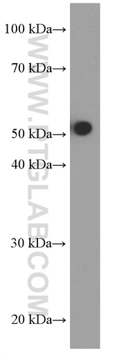 [66311-1-IG-20UL] HEXIM1 Monoclonal antibody