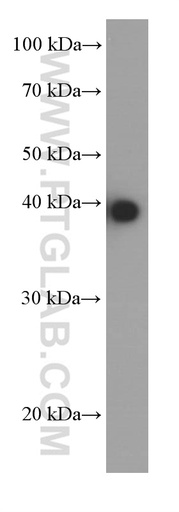 [66313-1-IG-150UL] JUN Monoclonal antibody