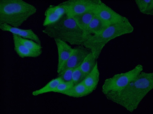 [66314-1-IG-150UL] RSPO3 Monoclonal antibody