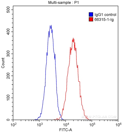 [66315-1-IG-20UL] Integrin Beta 1 Monoclonal antibody