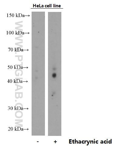 [66318-1-IG-100UL] Phospho-TDP43 (Ser409/410) Monoclonal antibody
