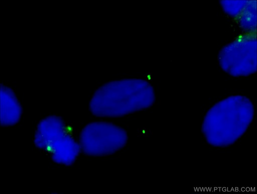 [66320-1-IG-150UL] Gamma Tubulin Monoclonal antibody