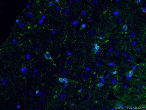 [66323-1-IG-150UL] Glutamine Synthetase Monoclonal antibody