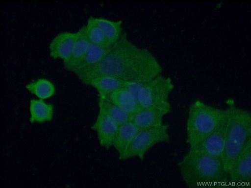 [66327-1-IG-20UL] VPS37A Monoclonal antibody