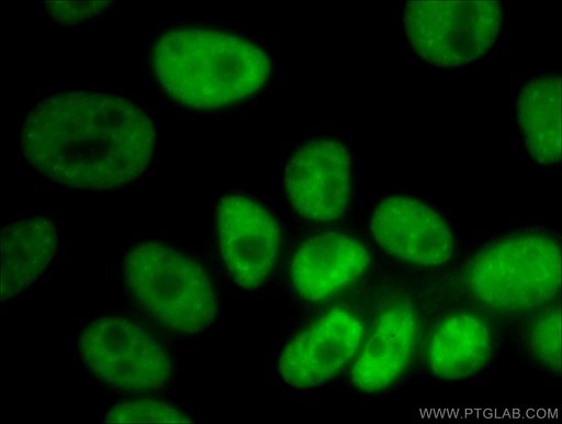 [66335-1-IG-150UL] NUDT21 Monoclonal antibody