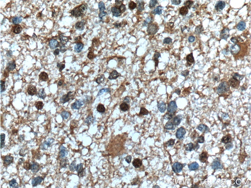 [66341-1-IG-20UL] PHF10 Monoclonal antibody