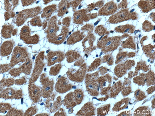 [66343-1-IG-150UL] CLIC4 Monoclonal antibody