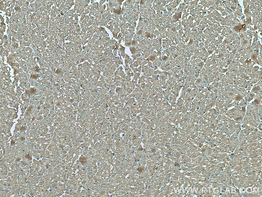 [66345-1-IG-150UL] VDAC1/Porin Monoclonal antibody