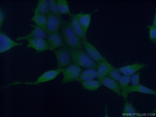 [66346-1-IG-150UL] ASNA1 Monoclonal antibody