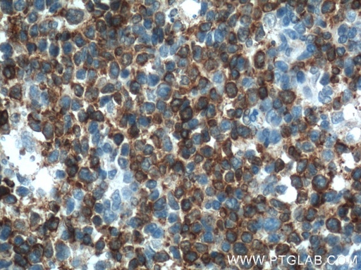 [66350-1-IG-20UL] TLR4 Monoclonal antibody