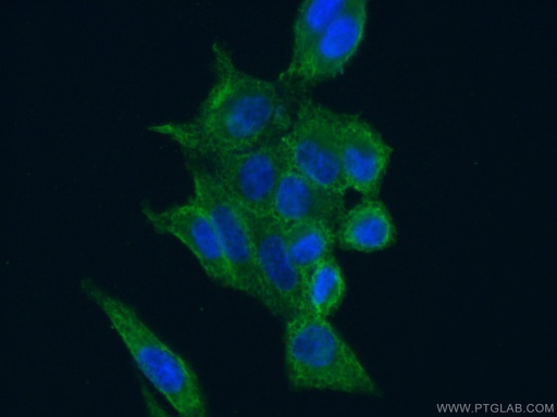 [66352-1-IG-150UL] CAPRIN1 Monoclonal antibody