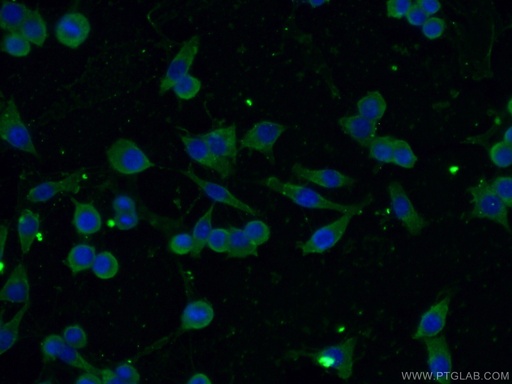 [66353-1-IG-20UL] CBLB Monoclonal antibody