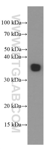 [66354-1-IG-20UL] EBI3 Monoclonal antibody