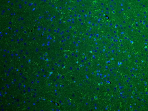 [66356-1-IG-150UL] BRE Monoclonal antibody