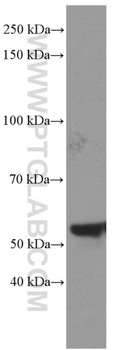 [66361-1-IG-150UL] NONO Monoclonal antibody