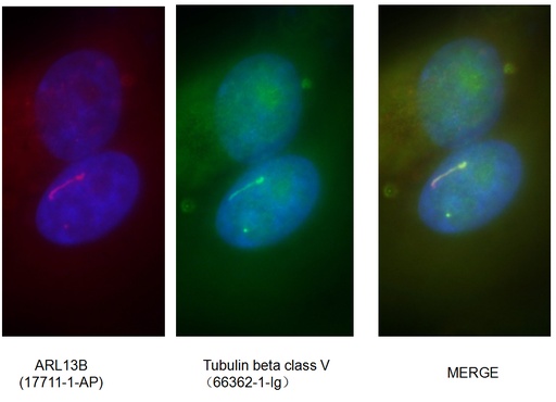 [66362-1-IG-20UL] Tubulin Beta Class V Monoclonal antibody