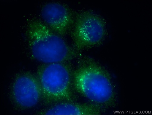 [66365-1-IG-20UL] ERp72 Monoclonal antibody