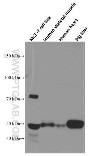 [66368-1-IG-20UL] NFIL3 Monoclonal antibody