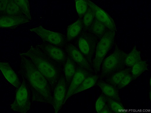 [66369-1-IG-20UL] PGC1a Monoclonal antibody