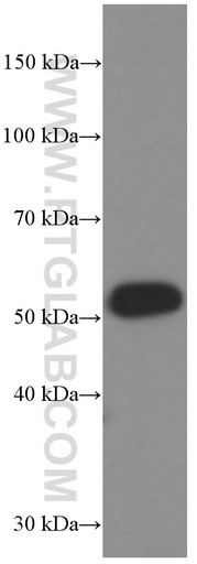 [66371-1-IG-20UL] GDF10 Monoclonal antibody