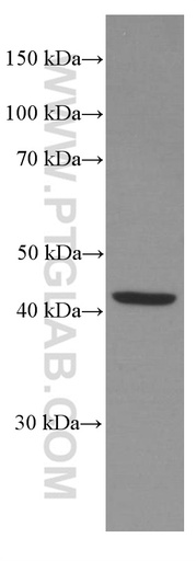 [66377-1-IG-150UL] TCN2 Monoclonal antibody