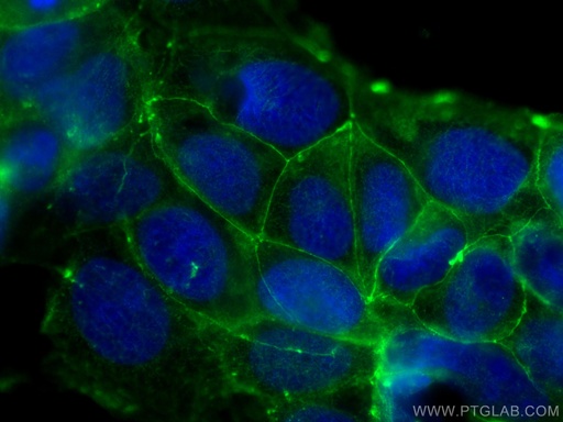 [66378-1-IG-150UL] Occludin Monoclonal antibody