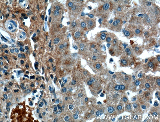 [66382-1-IG-20UL] OGN Monoclonal antibody