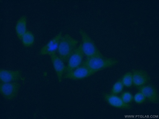 [66385-1-IG-150UL] NAMPT/PBEF Monoclonal antibody