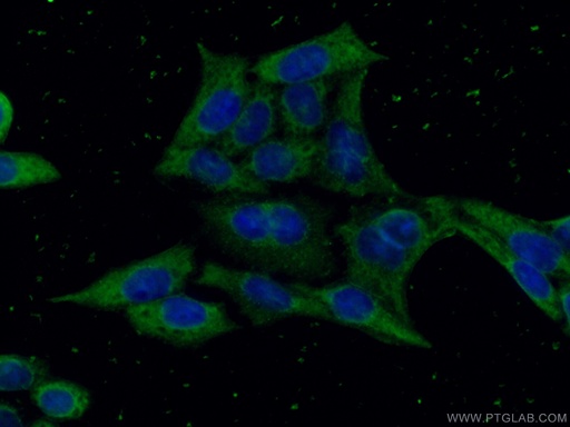 [66387-1-IG-150UL] GSDMD Monoclonal antibody