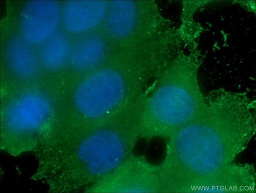 [66389-1-IG-20UL] FKBPL Monoclonal antibody