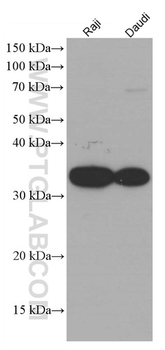 [66390-1-IG-20UL] CD74 Monoclonal antibody