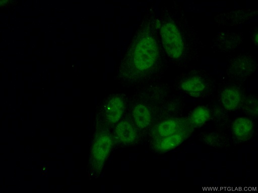 [66391-1-IG-150UL] Cyclin A2 Monoclonal antibody