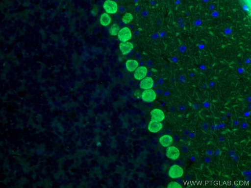 [66394-1-IG-150UL] Calbindin-D28k Monoclonal antibody