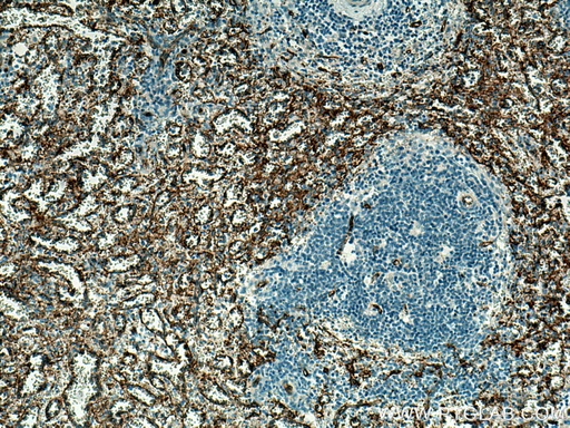 [66395-1-IG-20UL] CD36 Monoclonal antibody