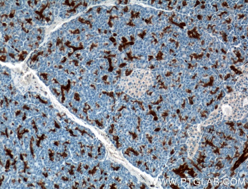 [66405-1-IG-150UL] Annexin A3 Monoclonal antibody