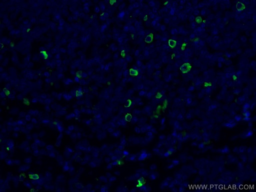 [66408-1-IG-20UL] Human IgG4 Monoclonal antibody