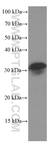 [66409-1-IG-20UL] SCP3 Monoclonal antibody