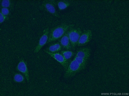 [66410-1-IG-150UL] SIRT2 Monoclonal antibody