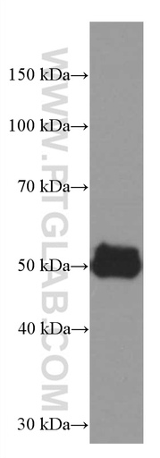 [66415-1-IG-150UL] AGTR1 Monoclonal antibody