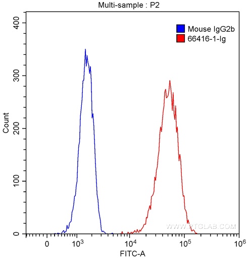 [66416-1-IG-150UL] P2RX4 Monoclonal antibody